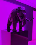 Notorious Elephant